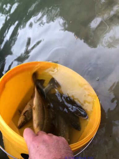 Vorsichtiges Anpassen ans neue Wasser....