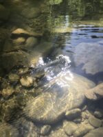 Starke Fische gibt es zu Fangen :-)