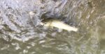 Starker Fisch im Schonrevier gefangen